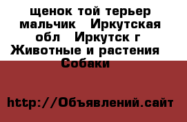  щенок той-терьер мальчик - Иркутская обл., Иркутск г. Животные и растения » Собаки   